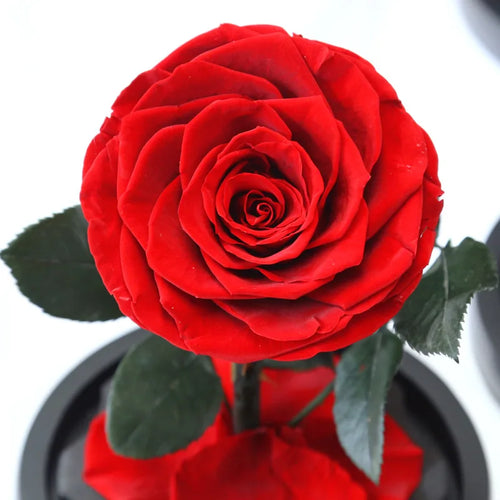 Konservierte Rose zum Valentinstag & Muttertag