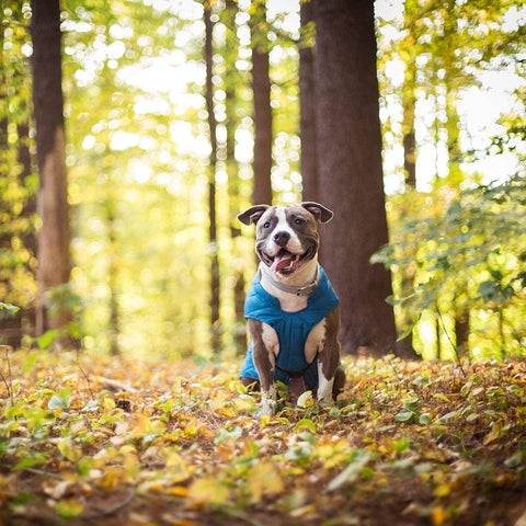 Wasserdichte Hundeweste