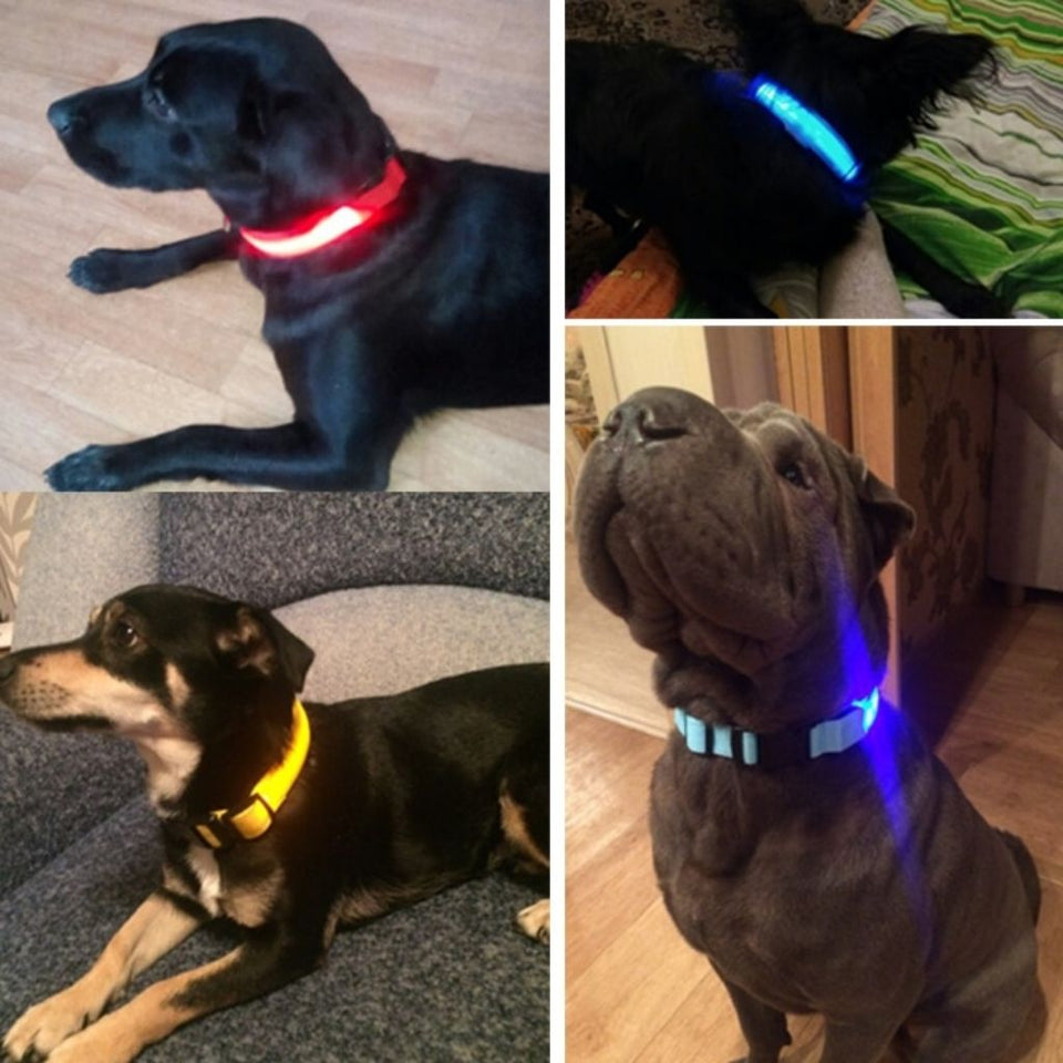 PetSave - LED-Hundehalsband