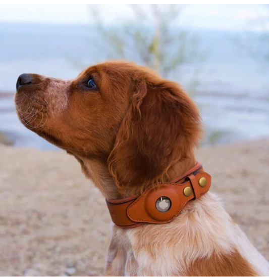 AirTag Hundehalsband Leder